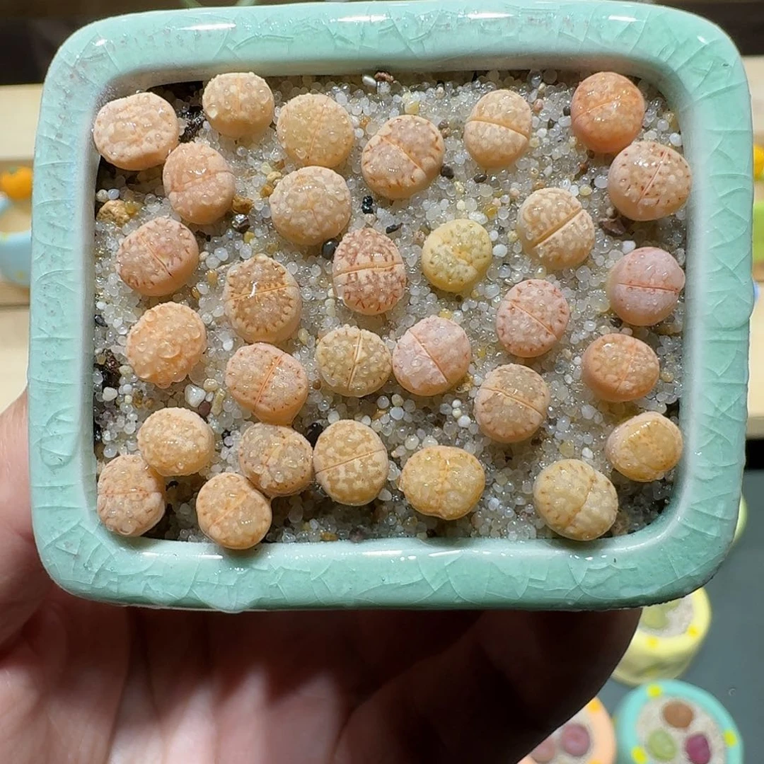 红陶蘑菇291饼干