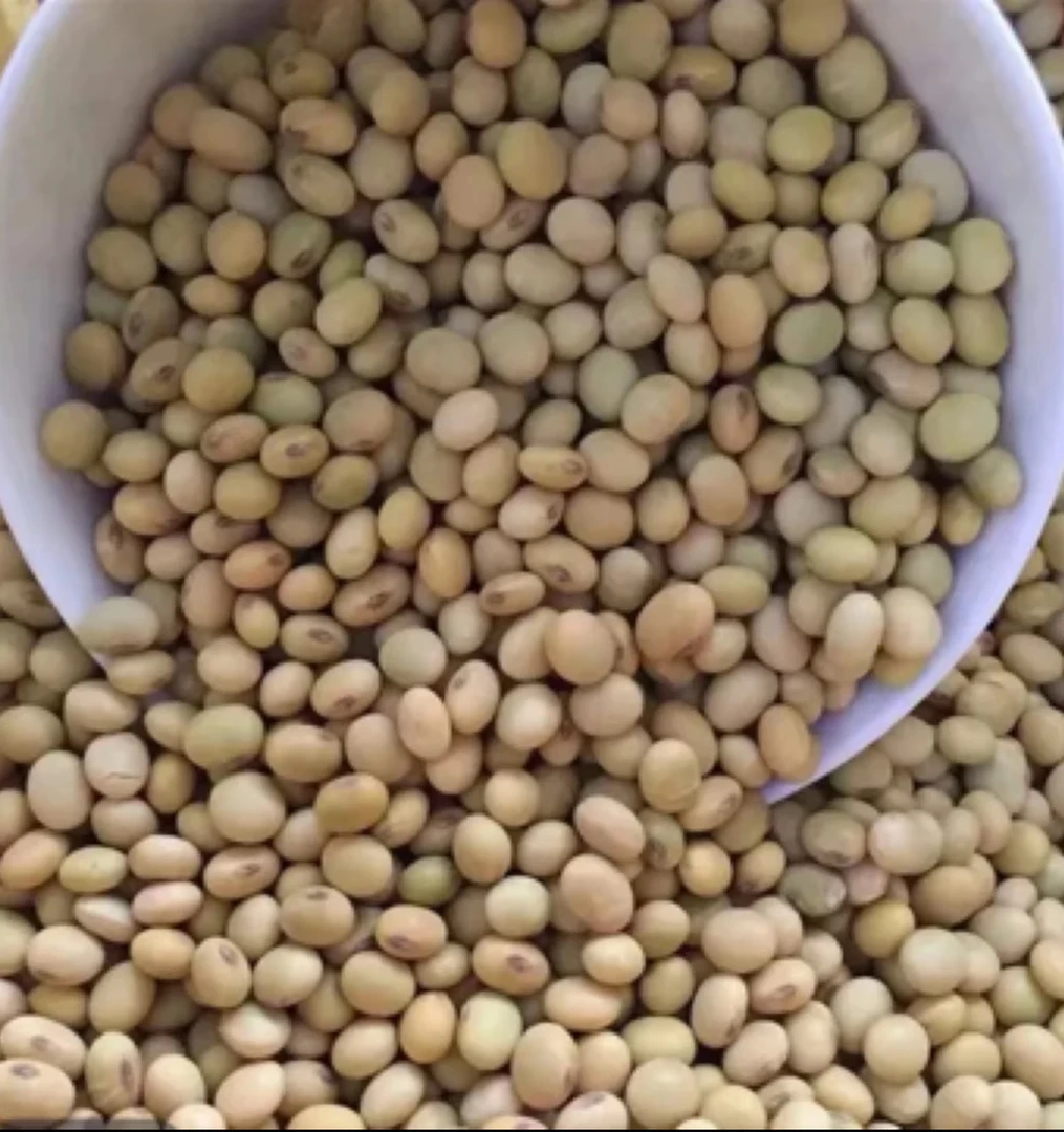 云南高山本地老“黄·豆”非转基因——非羊肚菌