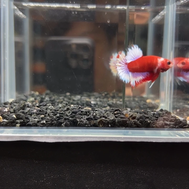 斗鱼一单包邮2日81