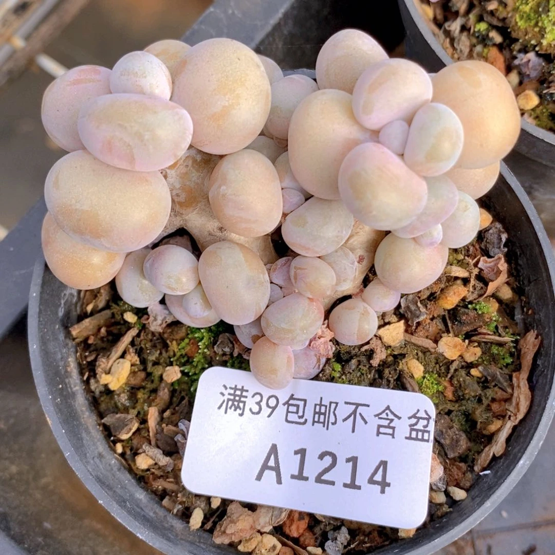 腰子桃蛋7cm1214多肉植物