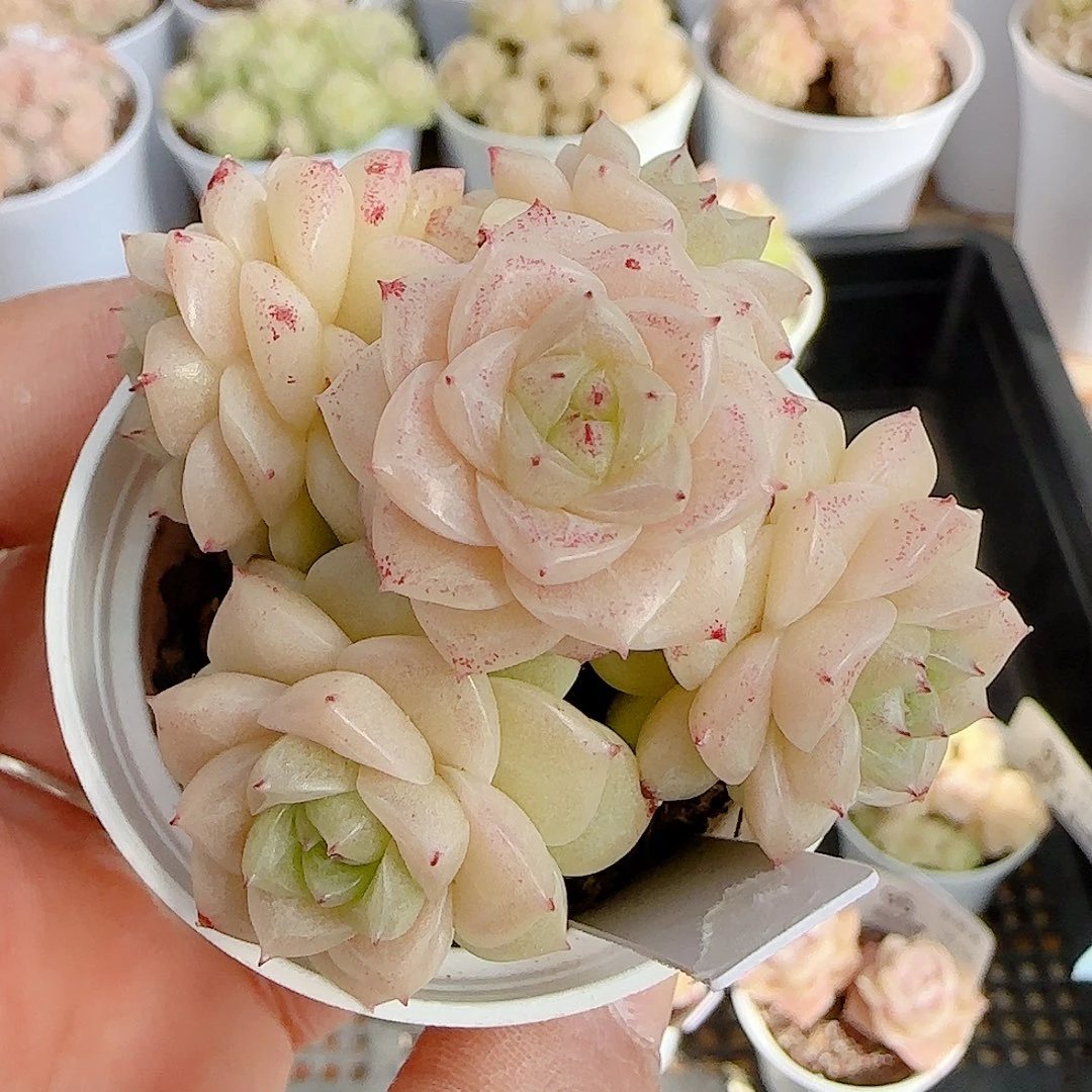 抹***茶0104-97（ppt-116）优选