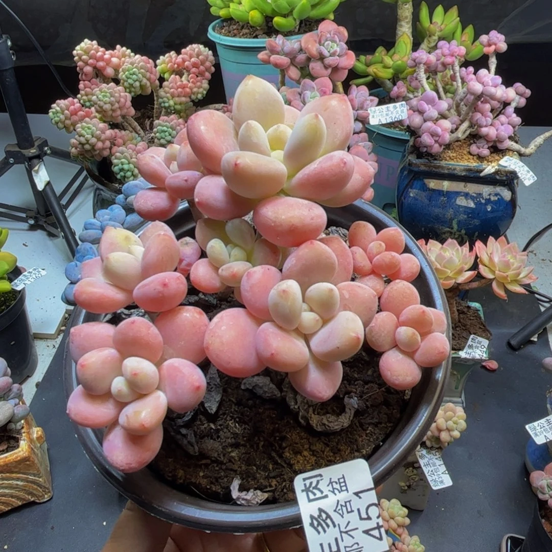 樱花洛神1451/9cm多肉