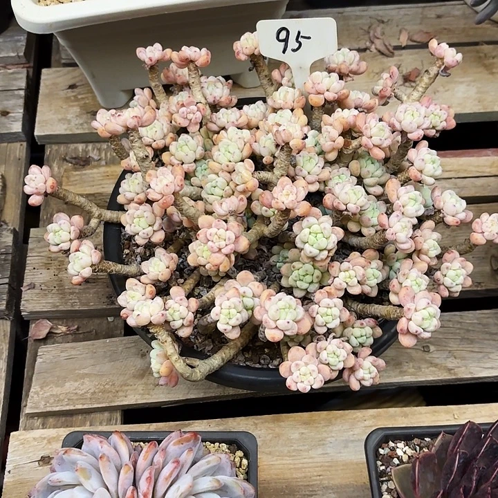 多肉植物，樱花罗骑95号