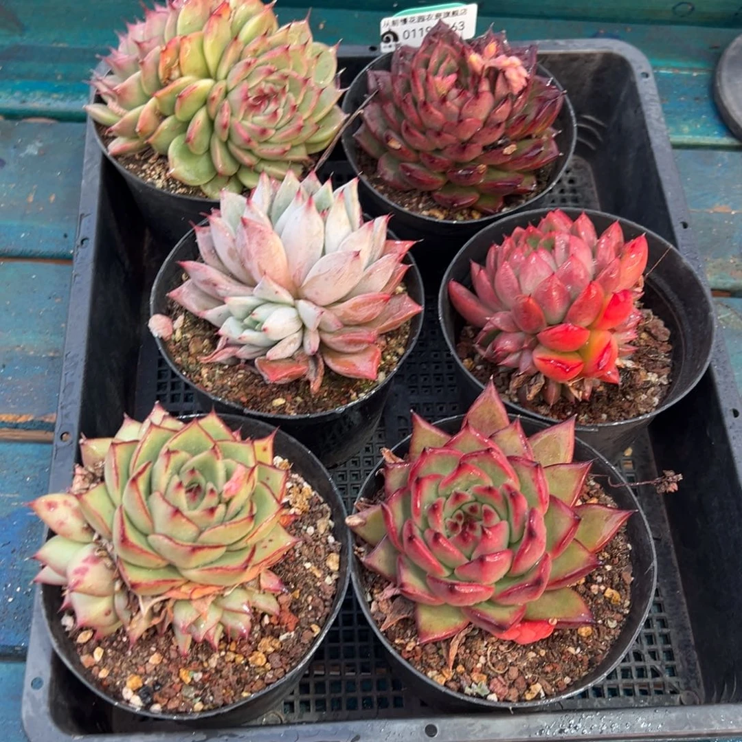 从前慢多肉精选编号0119.263