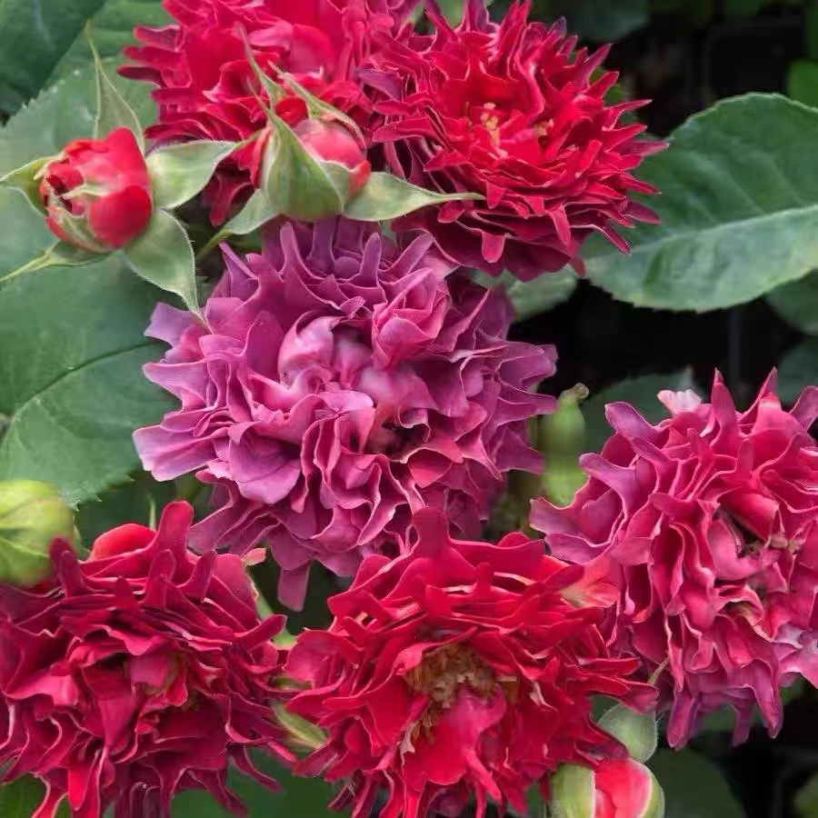 《海葵》棒棒糖树桩月季四季开花大花浓香盆栽地栽阳台庭院楼顶种植