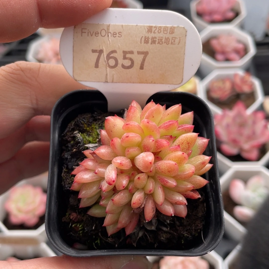 红国王缀7657-5厘米