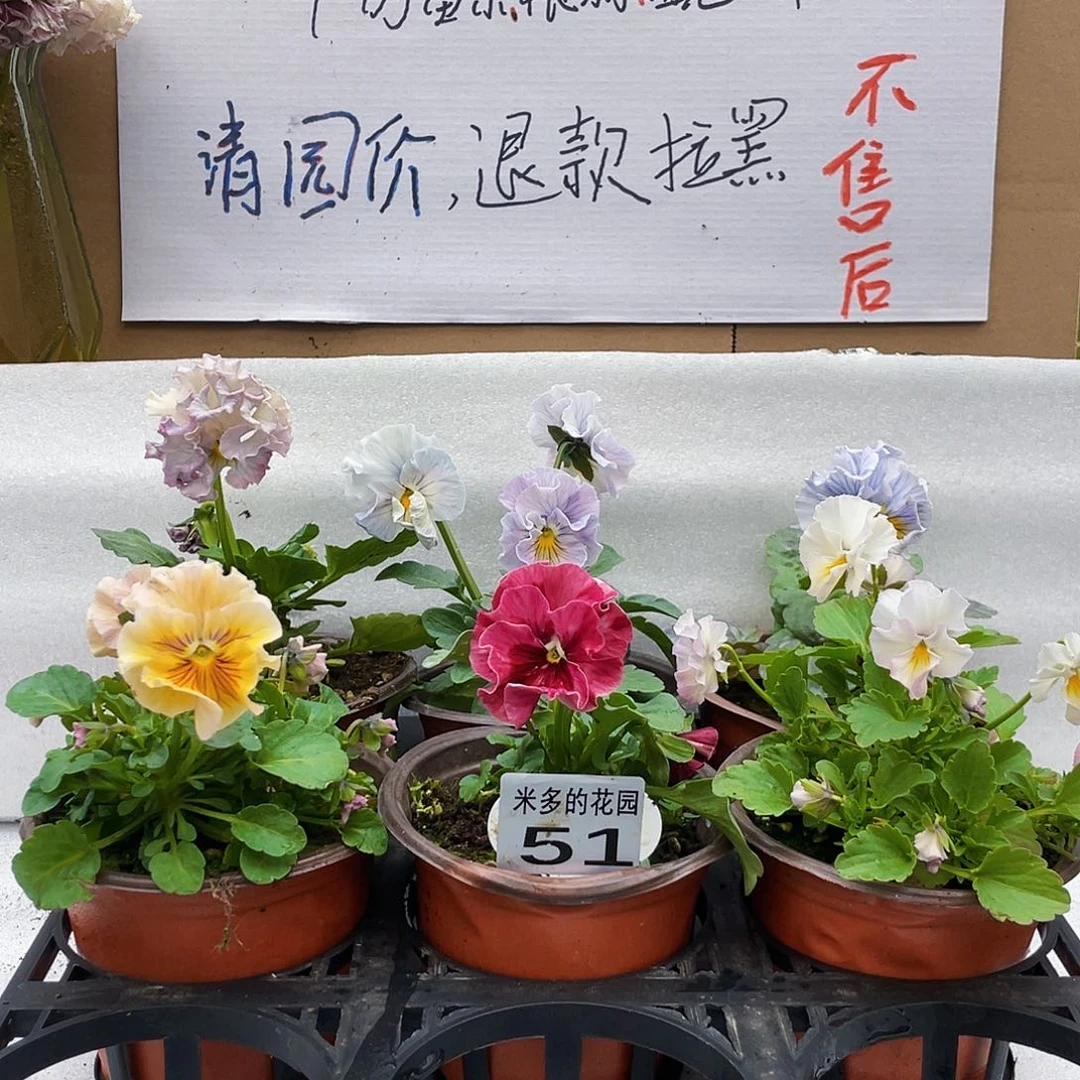 大部分花苞少量开放51