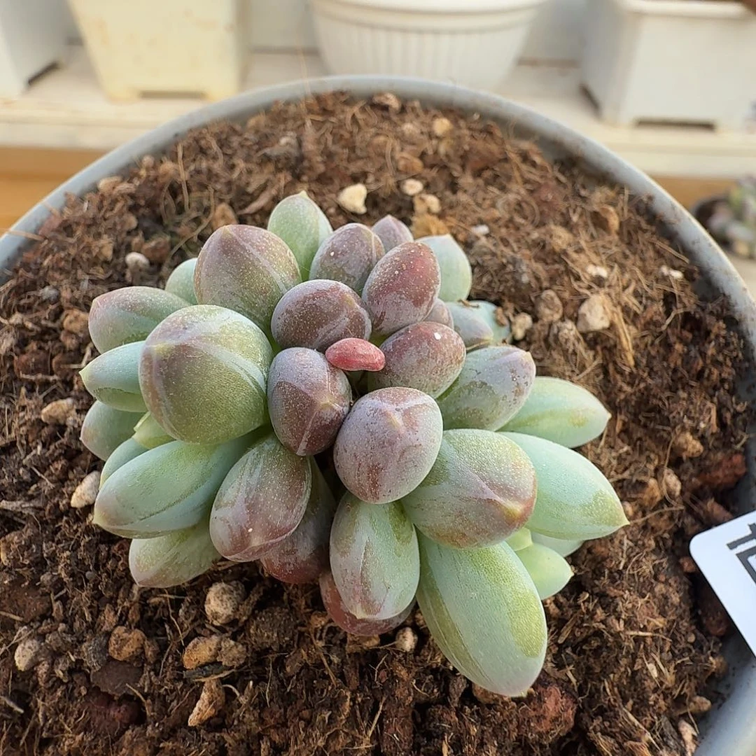 弗莱布111111231-48