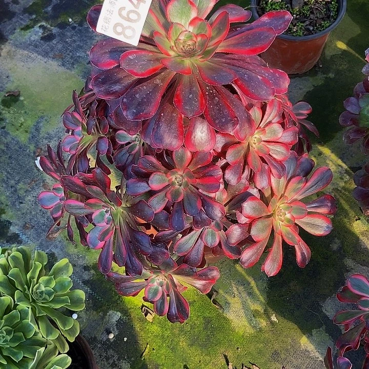 0000。  0000864丽娜