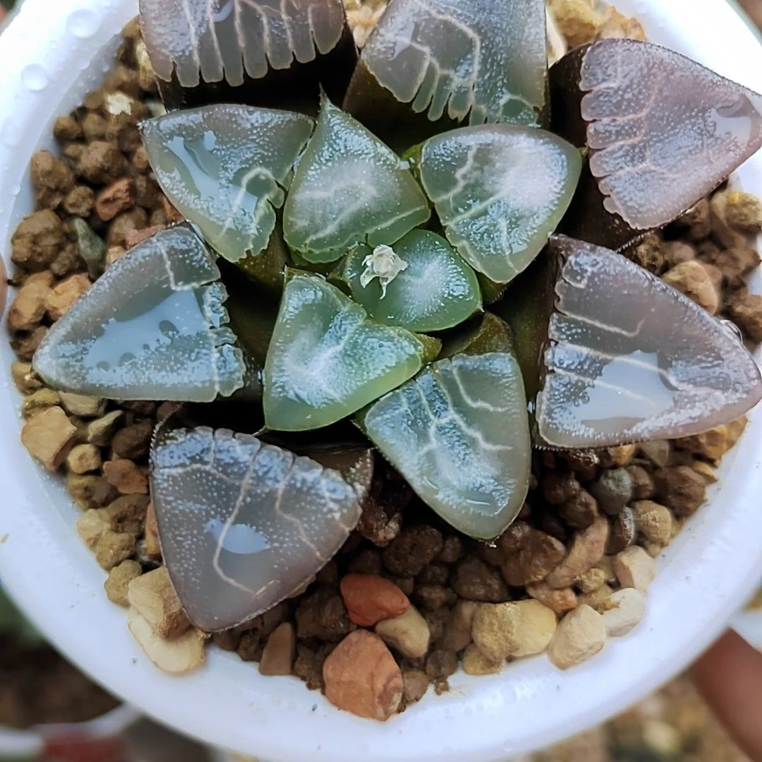 125号实生云窗乱纹 6.5厘米左右一物一拍带盆