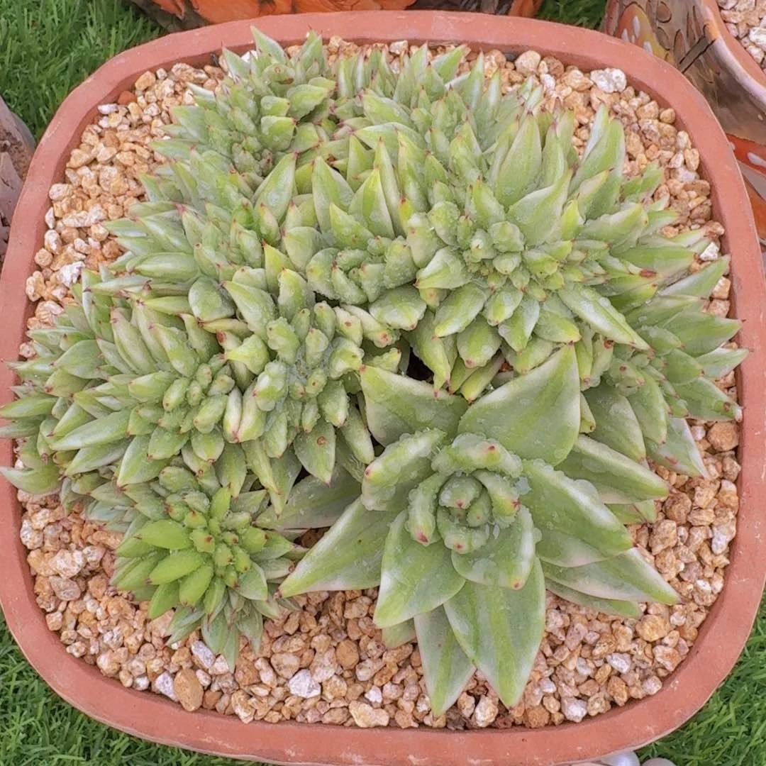 虎鲸缀化一物一拍