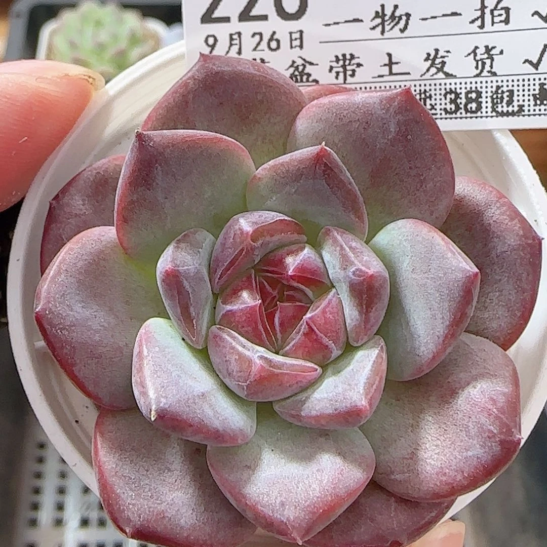 多肉0926--226琥珀天使珍妮