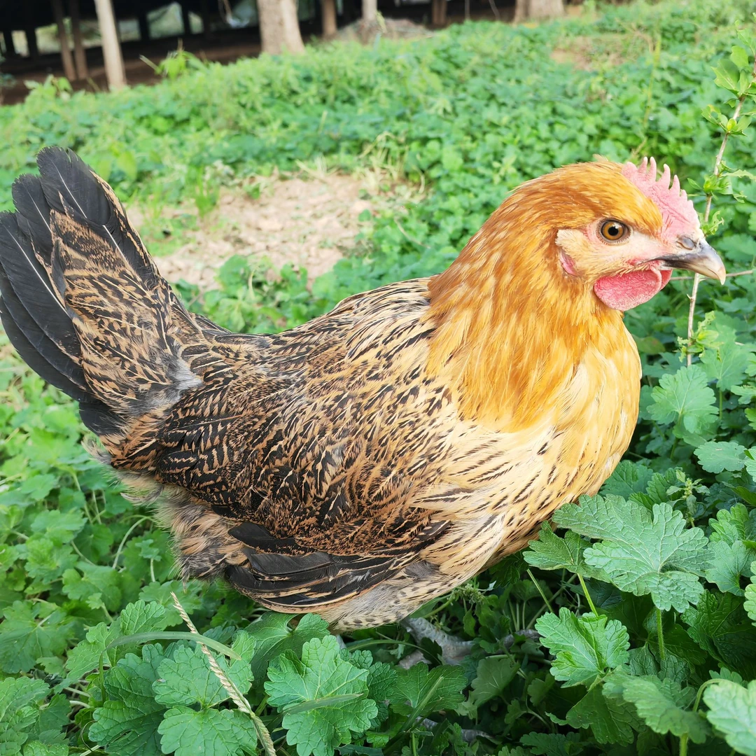 【二】红瑶宠物鸡 （买1只送一只）3斤左右发货 顺丰发货