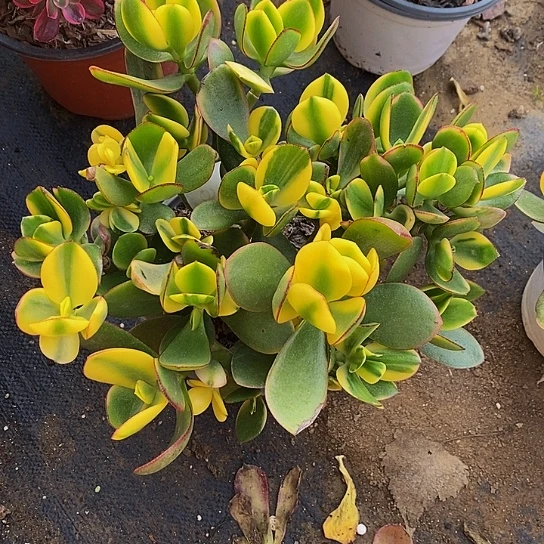 2596黄金花月有砍处理