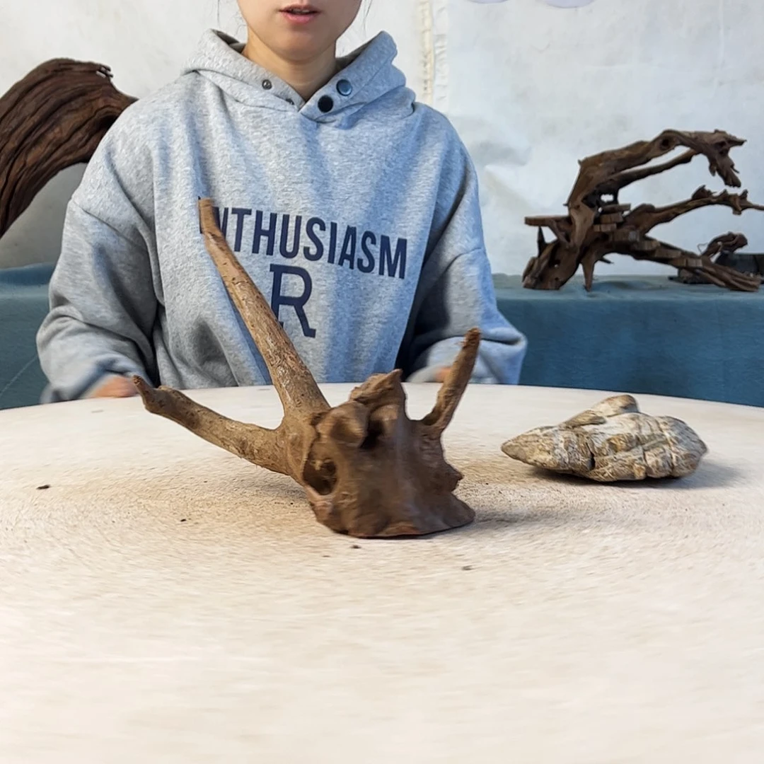 沉木造景爬宠造景