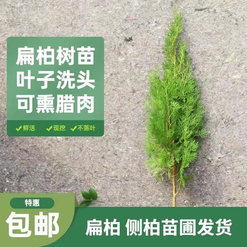 侧柏树苗绿化树四季长青松柏树耐寒绿化苗