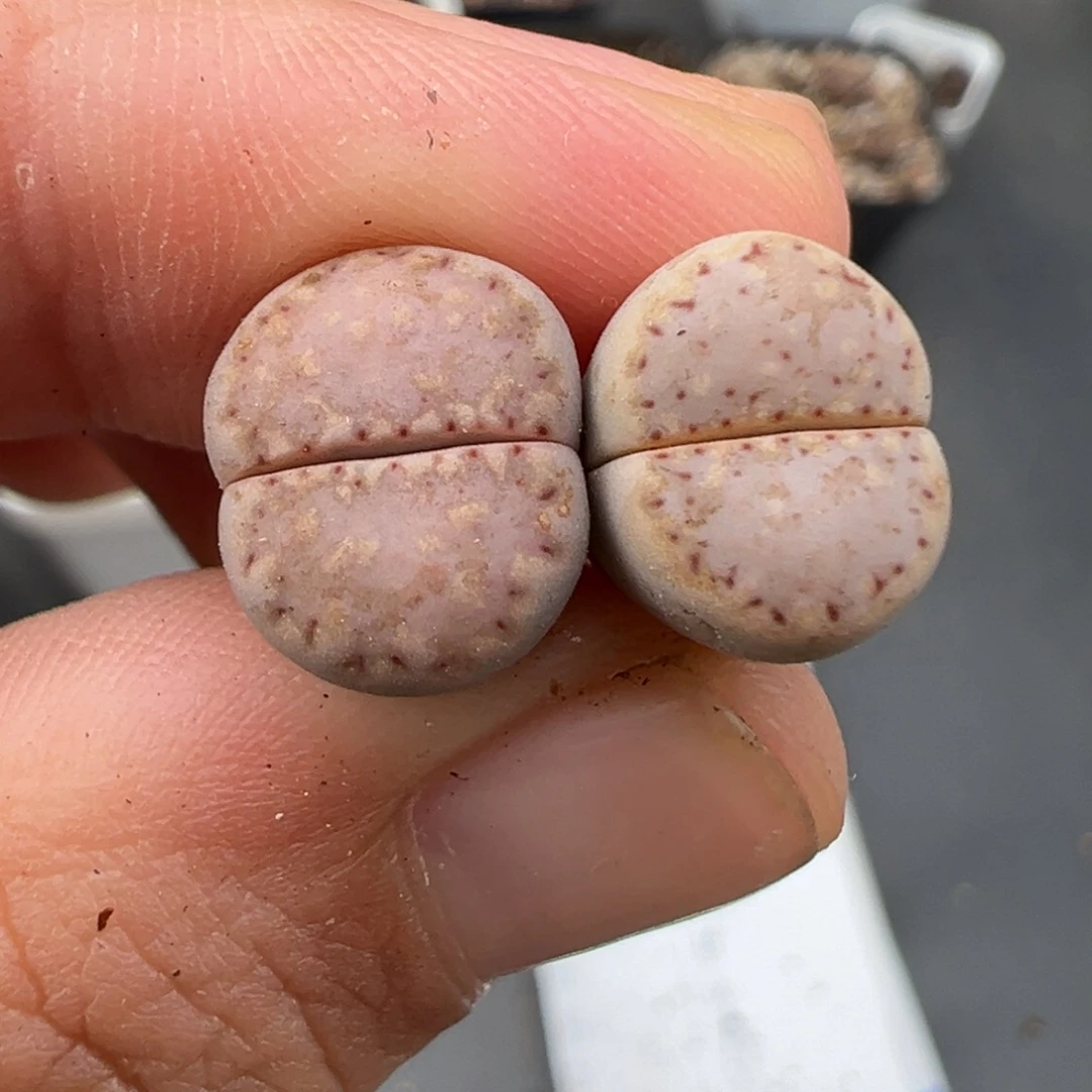 10.6好看的多肉脱土发货193