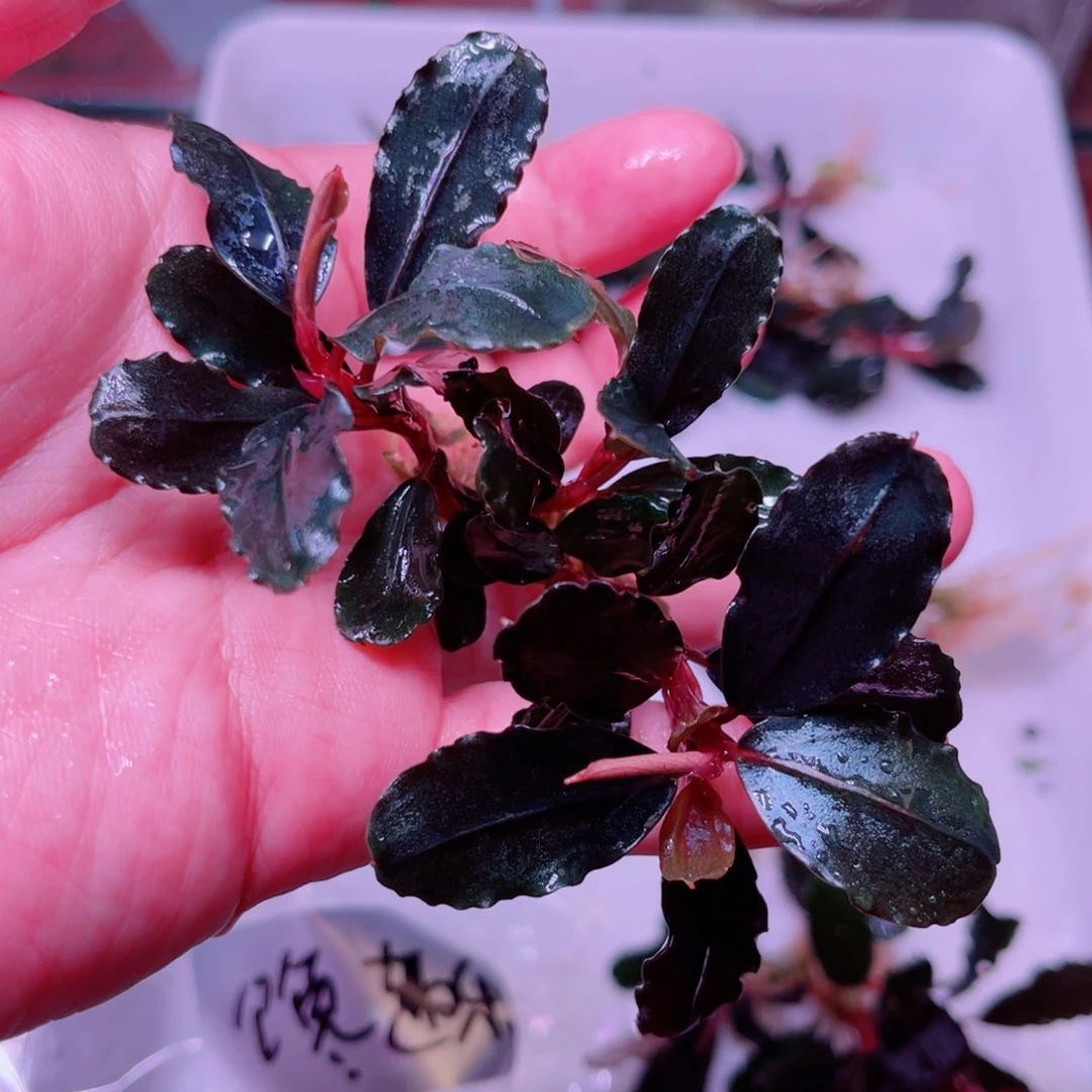 馋***派补差价的黑精灵一个