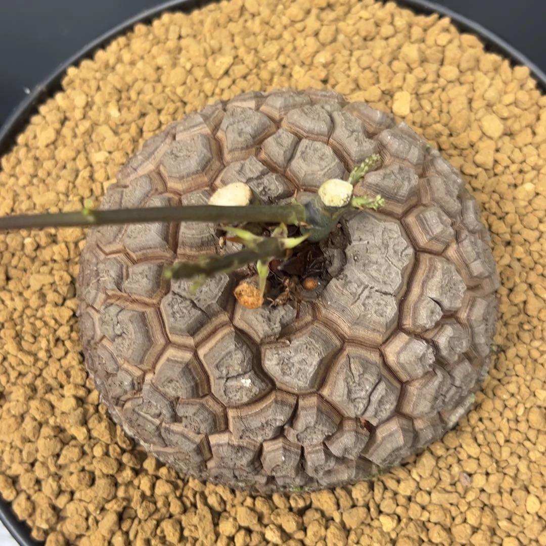 精品盆栽养定的龟甲龙907号