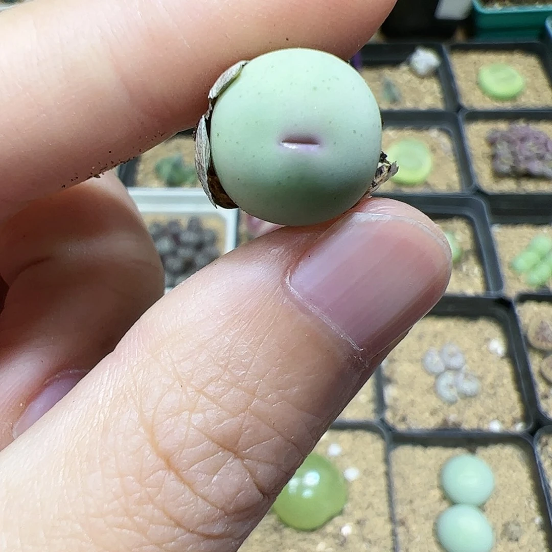 【闪购商品】雷*15 鸽子蛋