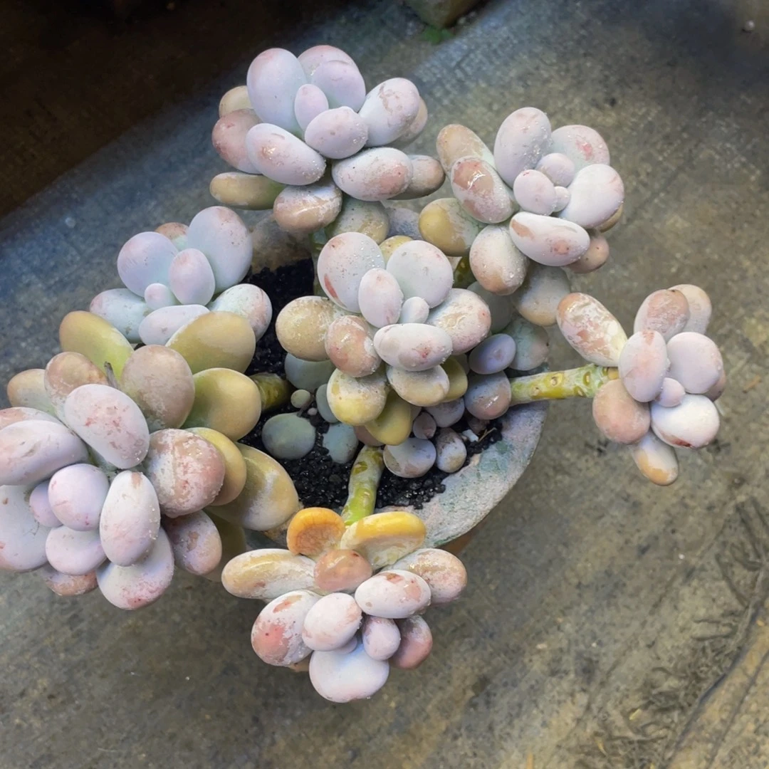 C***没多肉植物盆栽多肉