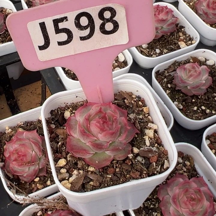 小****水晶虾饺3cm多肉植物