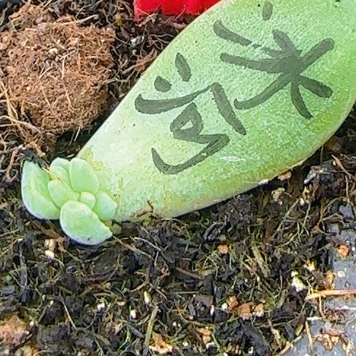 刺**驾041多肉植物冰河世纪缀