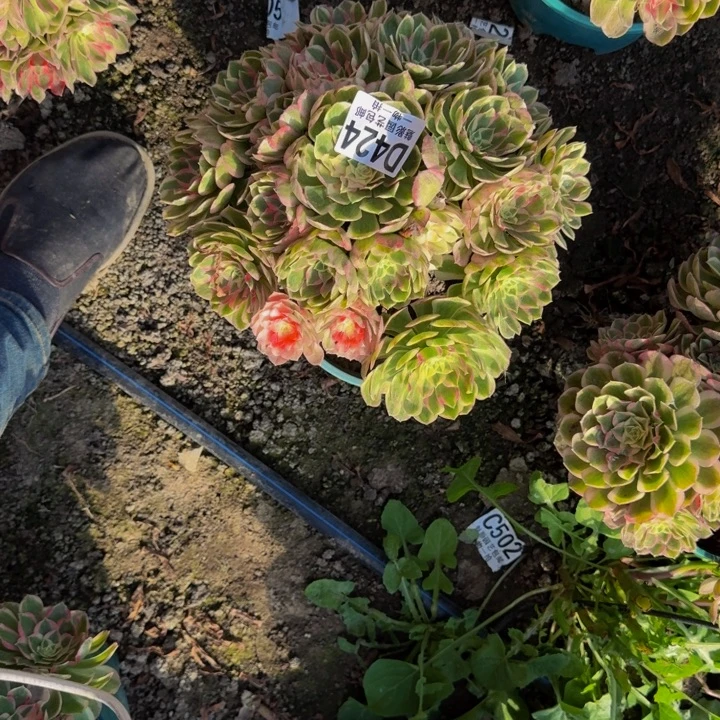 孔雀翎花25-15包邮花花