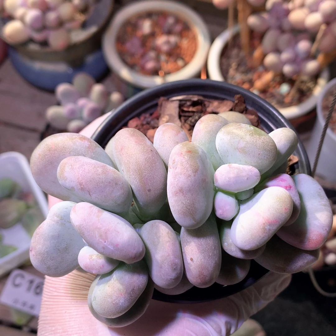 油煎掉叶子不售后102