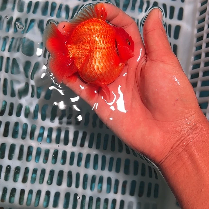 金鱼包邮123456799