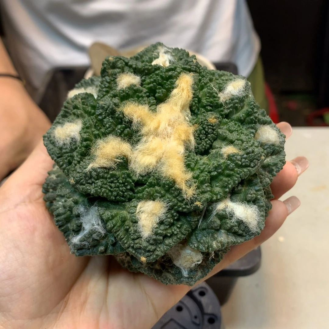 13号  出根芽 龟甲岩牡丹9.7公分