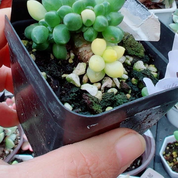 千代田锦缀多肉植物