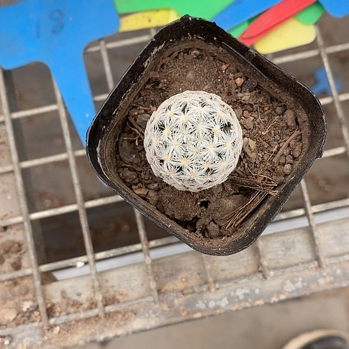 俏***吖漂亮仙人球一物一拍