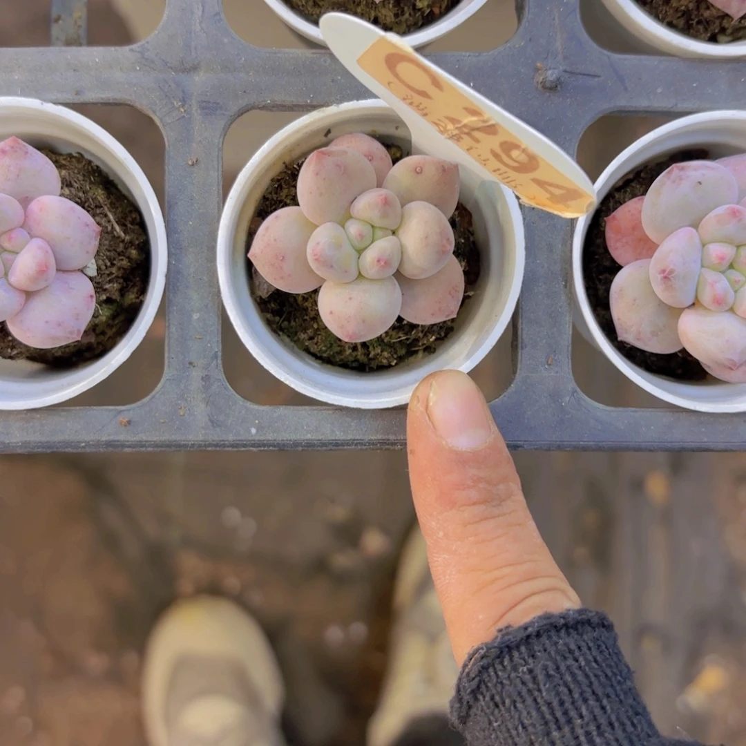 C294香水奶一物一拍