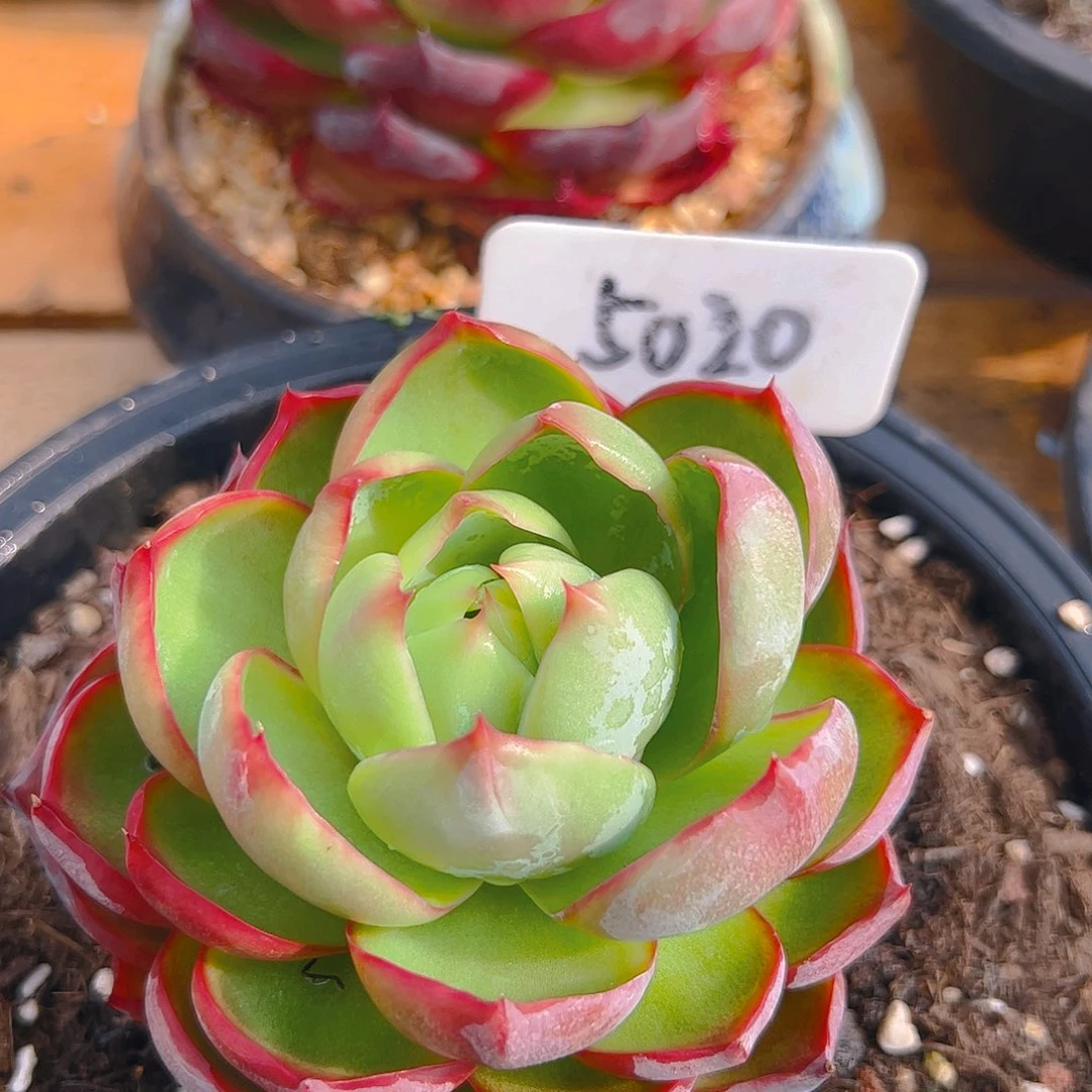 惊鸿仙子一物一拍5020号