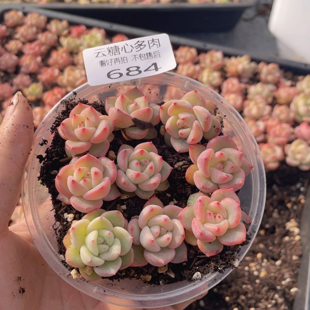 ?****资云糖心多肉植物684