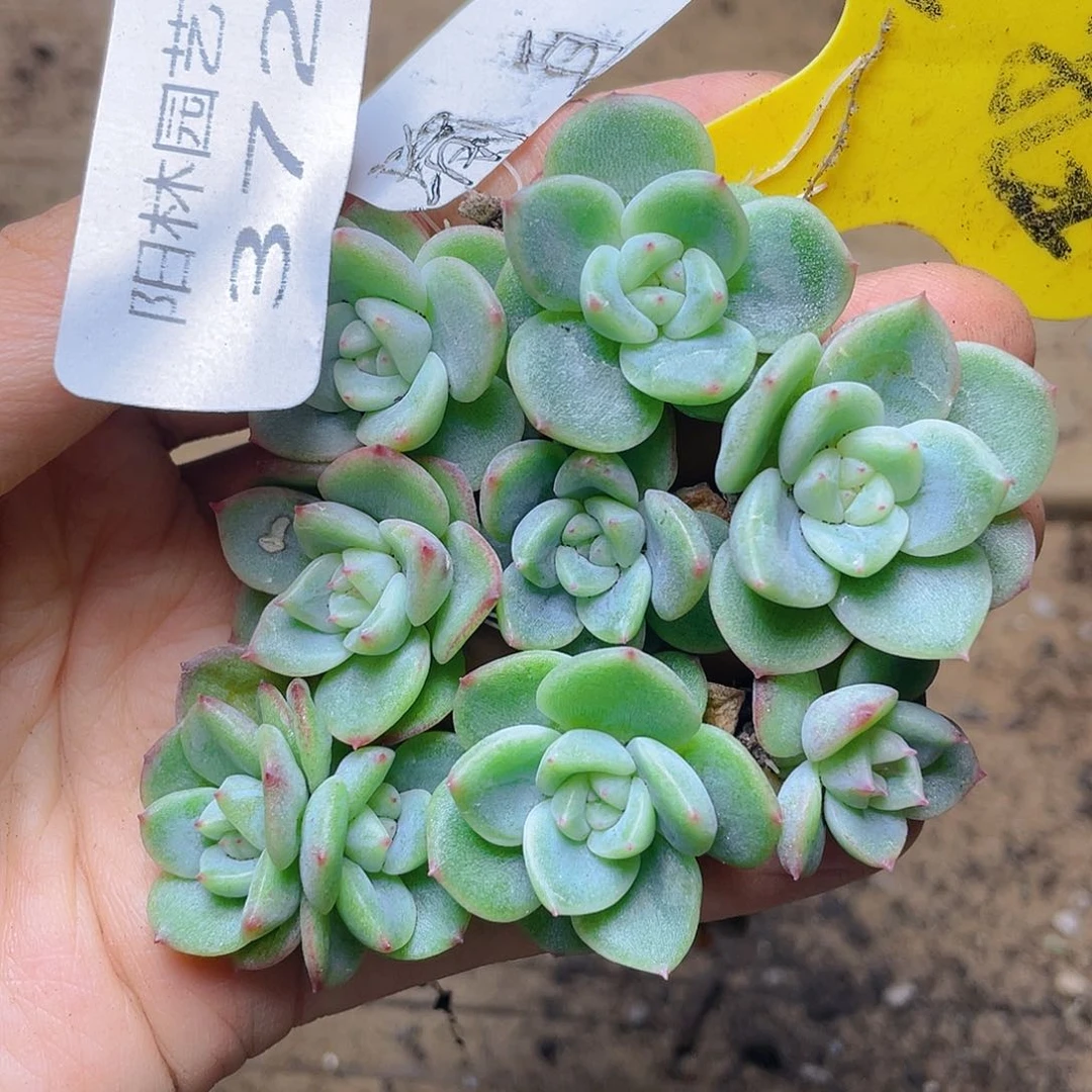 量拍多肉植物多肉植物372