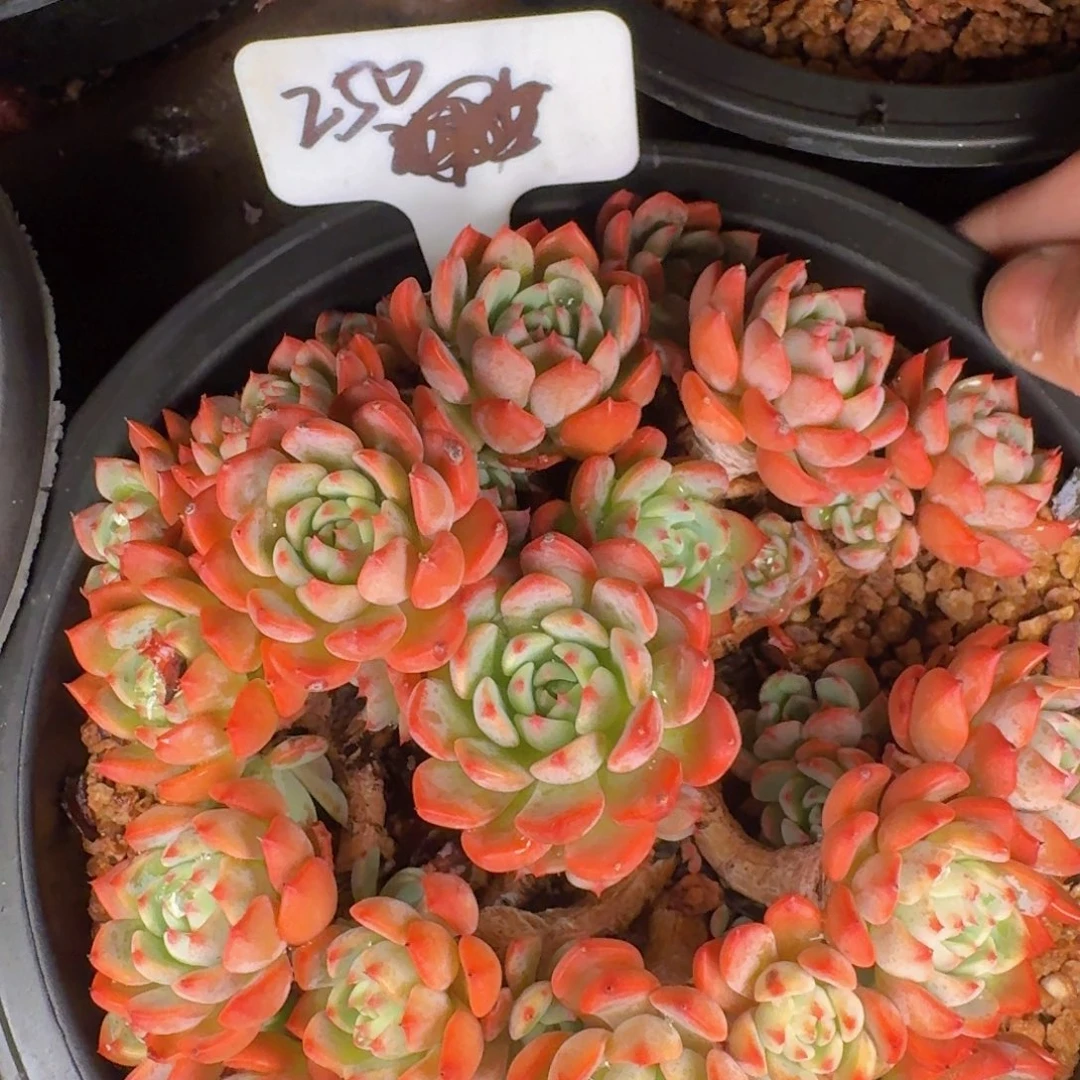 来***米多肉植物的生长发育与