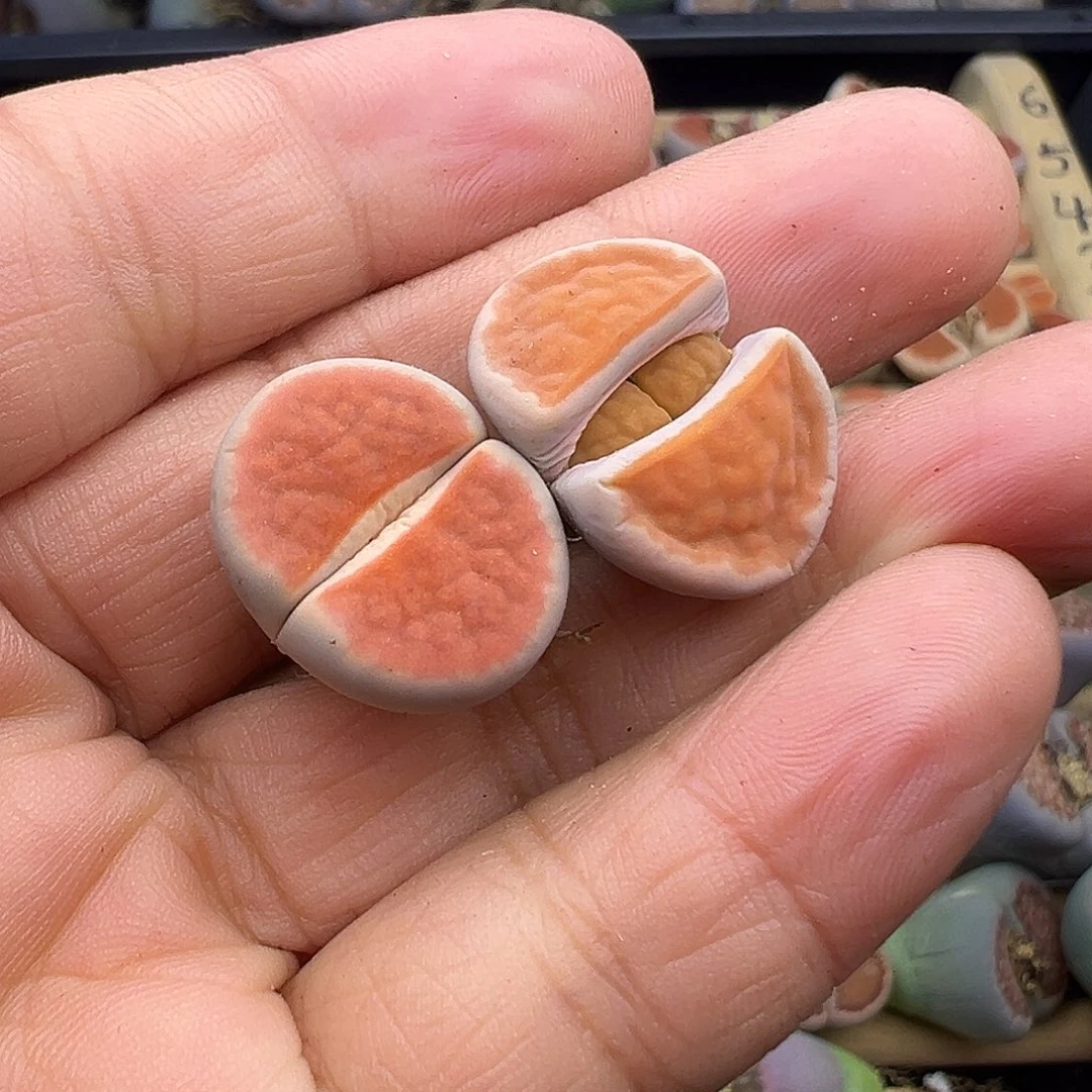 1490 几何冰橙三代选拔株福利