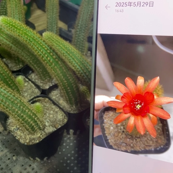 仙人球红水晶自根带崽一个