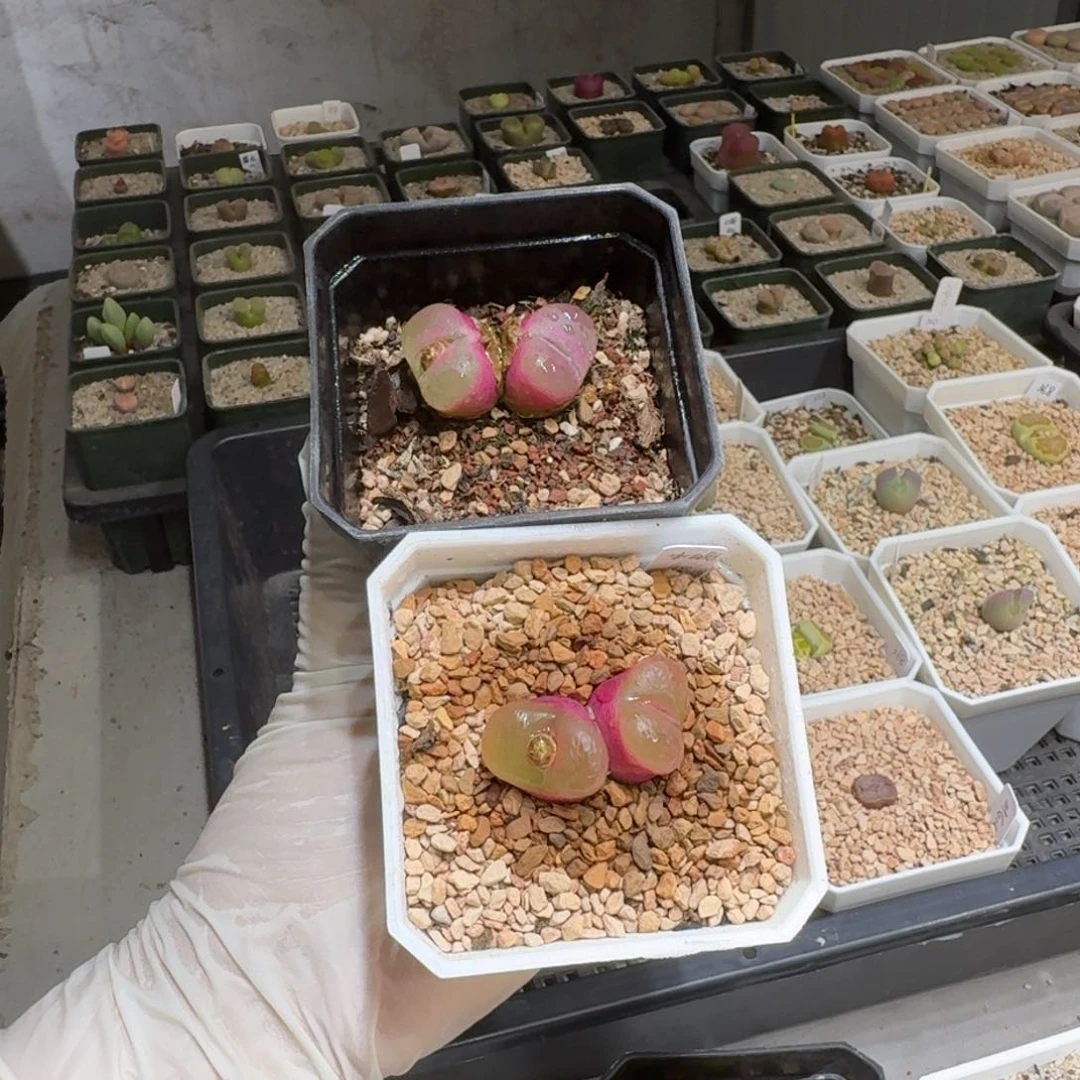 红陶琪****?0202-57冰魄肉锥肉锥