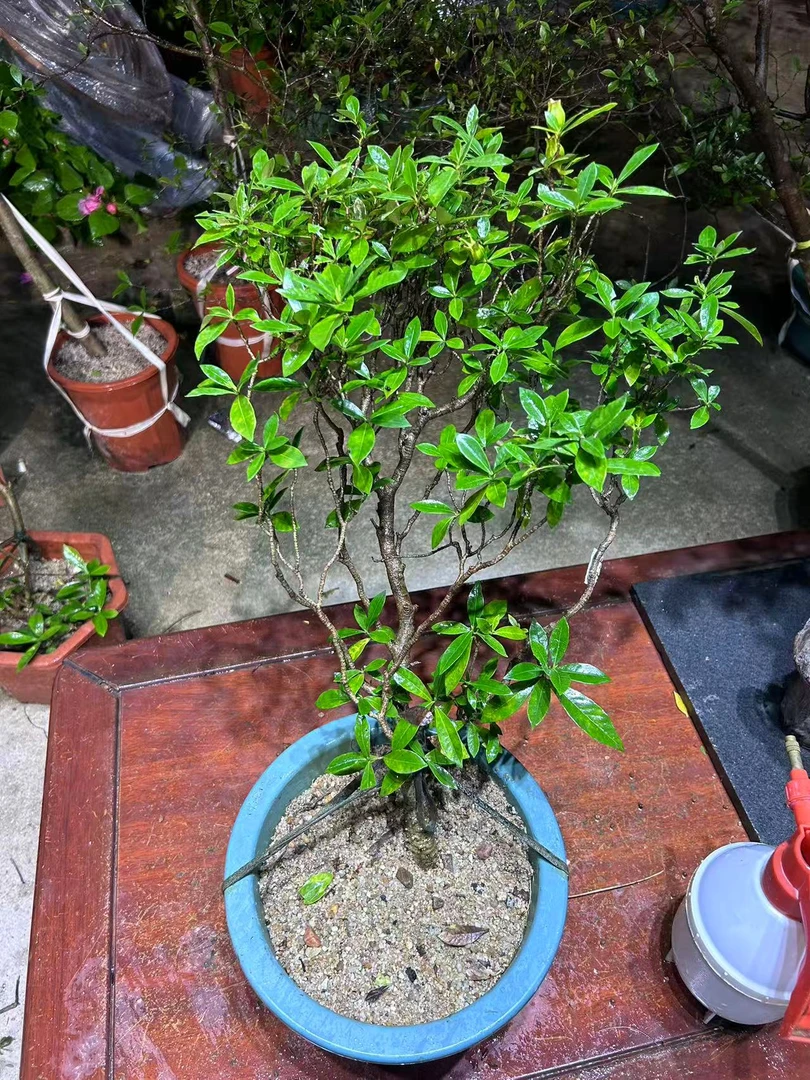 海岛栀子花盆栽桌面好养绿植花卉适合办公桌摆放