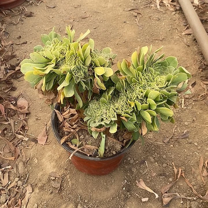 绿羊绒缀加急发货19