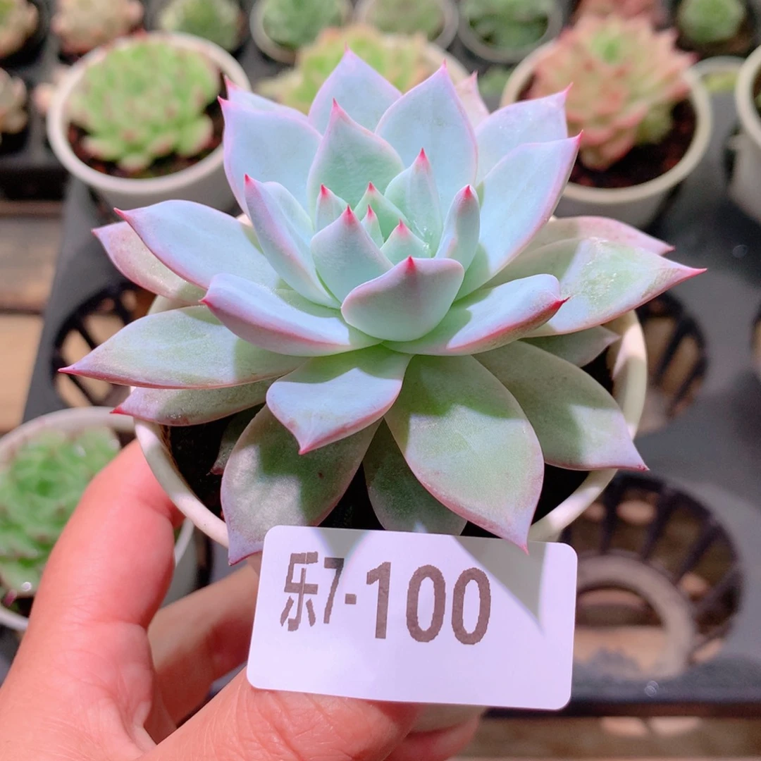 乐然7-100 粉蓝鸟