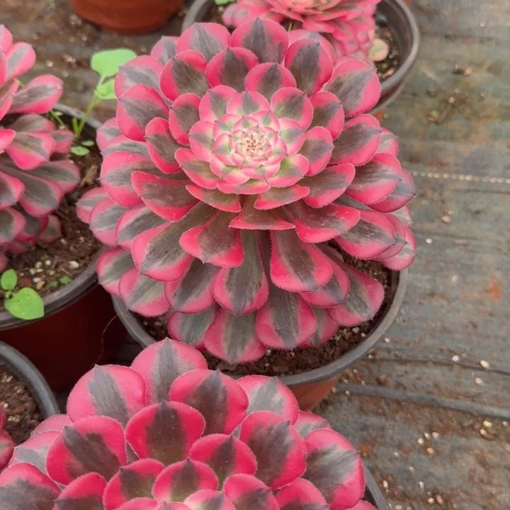 粉体红铜壶啊啊啊