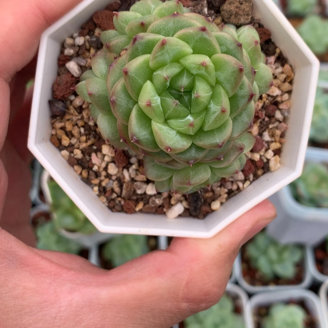 全部花朵5头珍妮一群14号♥️