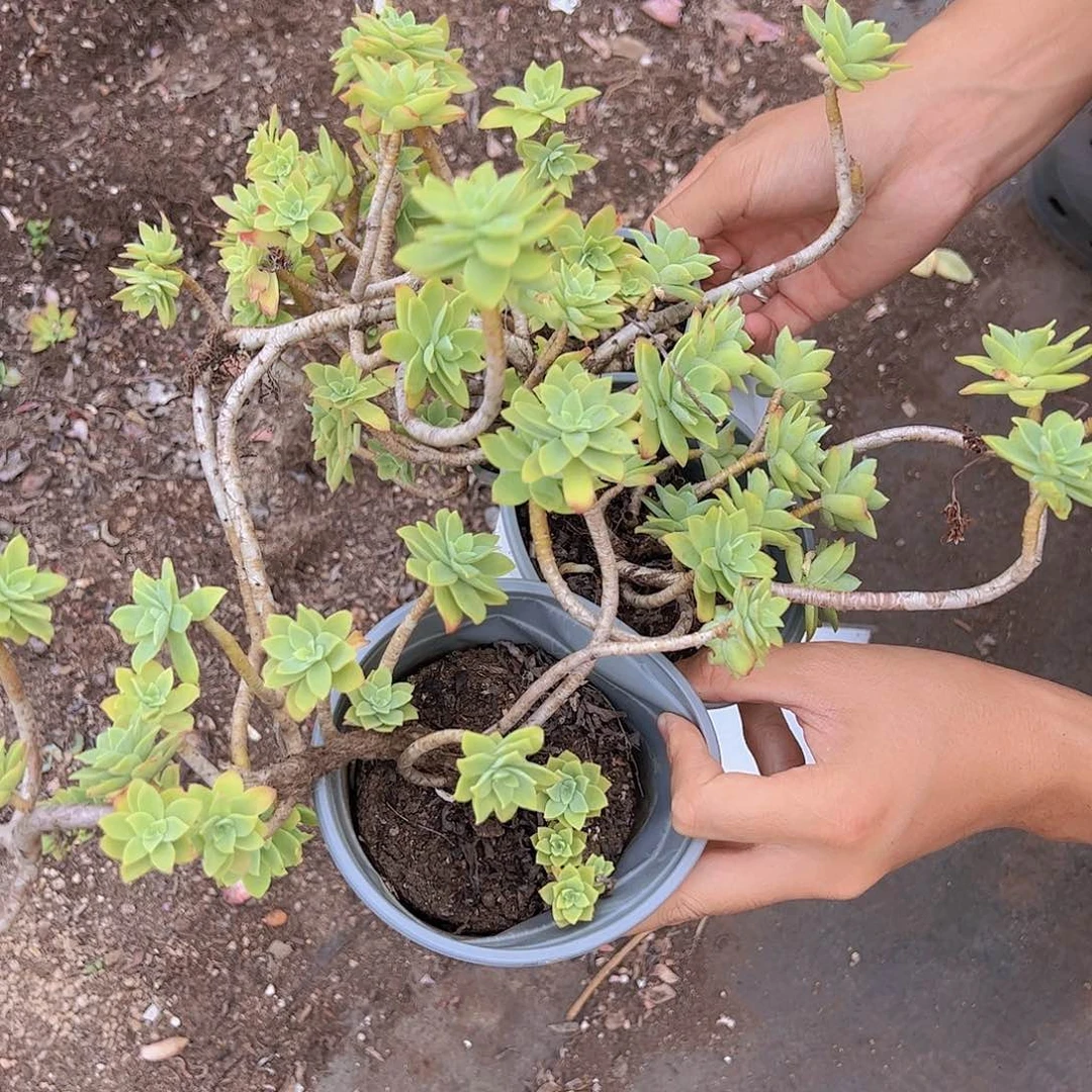 多头大盆群清扬三盆