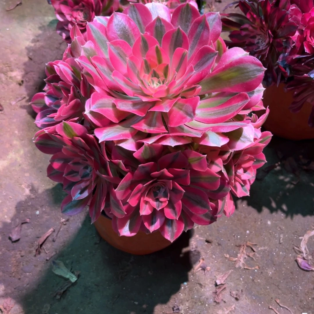多肉植物女巫031