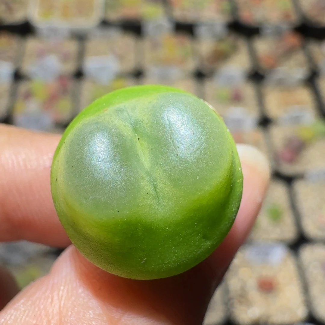 Ssss精品生石花454