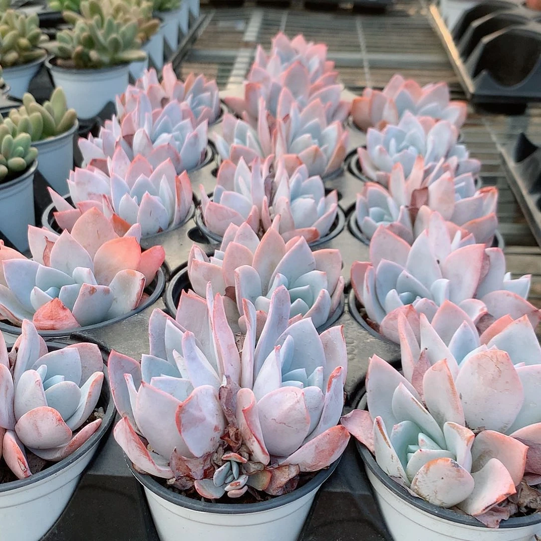 白莲4888887777777777777